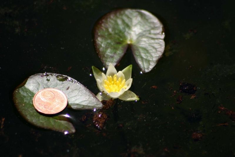 57+ Seerose Ohne Erde Pflanzen, In diesem artikel werden wir sieben