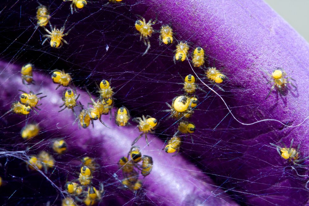 Kleinste Spinnen im GartenCrocs Foto & Bild tiere, wildlife, spinnen