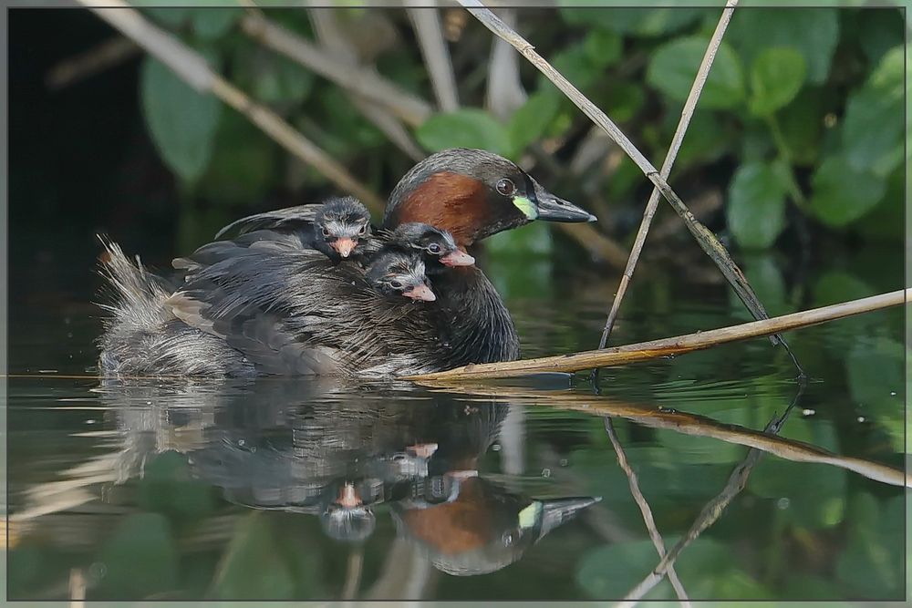 Kleinste (Vogel-) Fähre (jetzt mit Video)