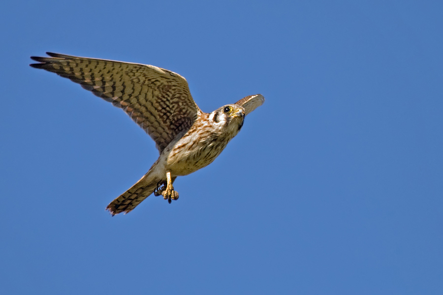 Kleinster Falke in Nordamerika