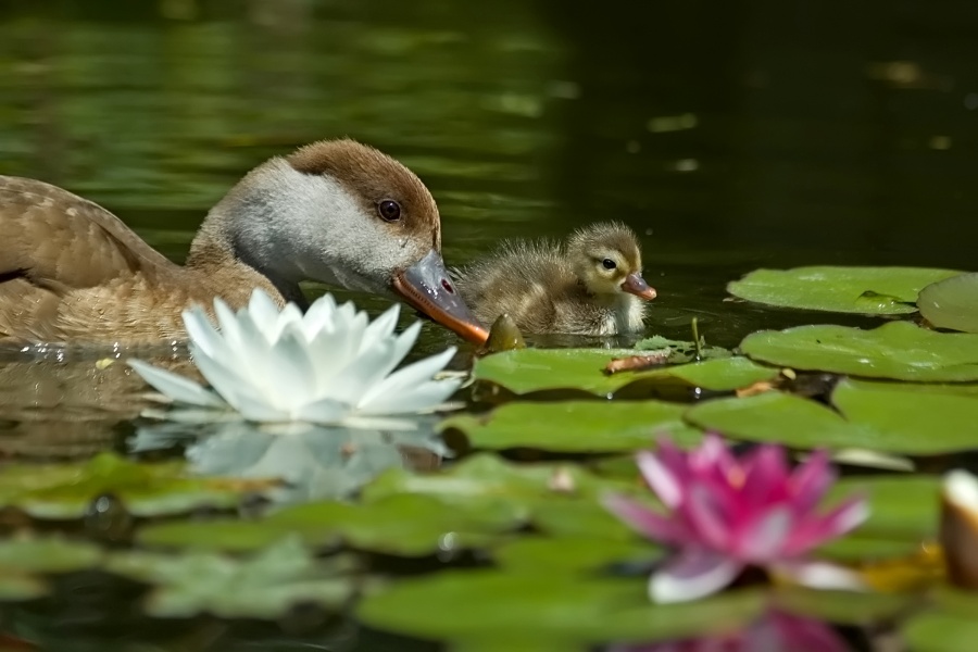 Kleinstfamilie