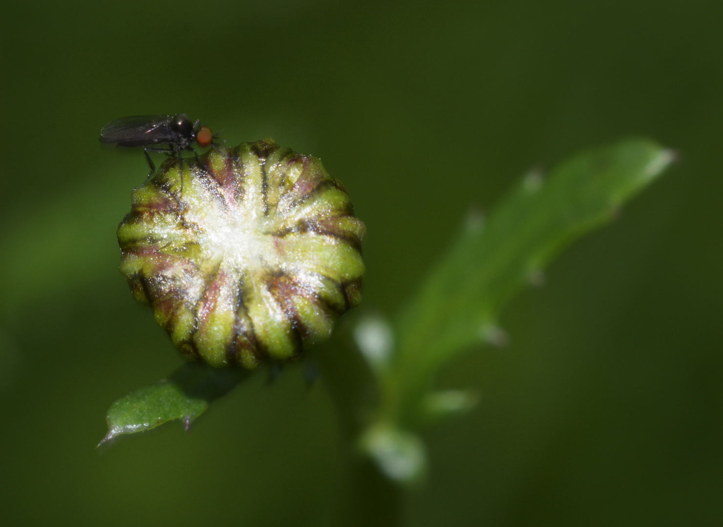 Kleinstfliege auf einer noch geschlossenen Margaritenblüte