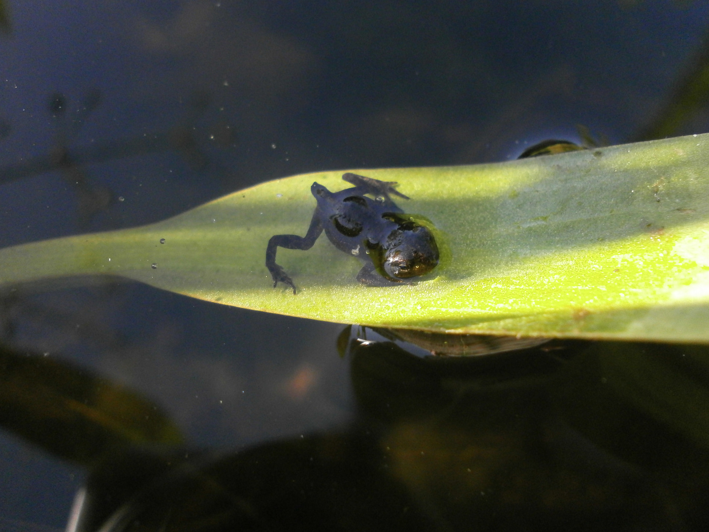 Kleinstfrosch auf Blatt