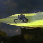 Kleinstfrosch auf Blatt