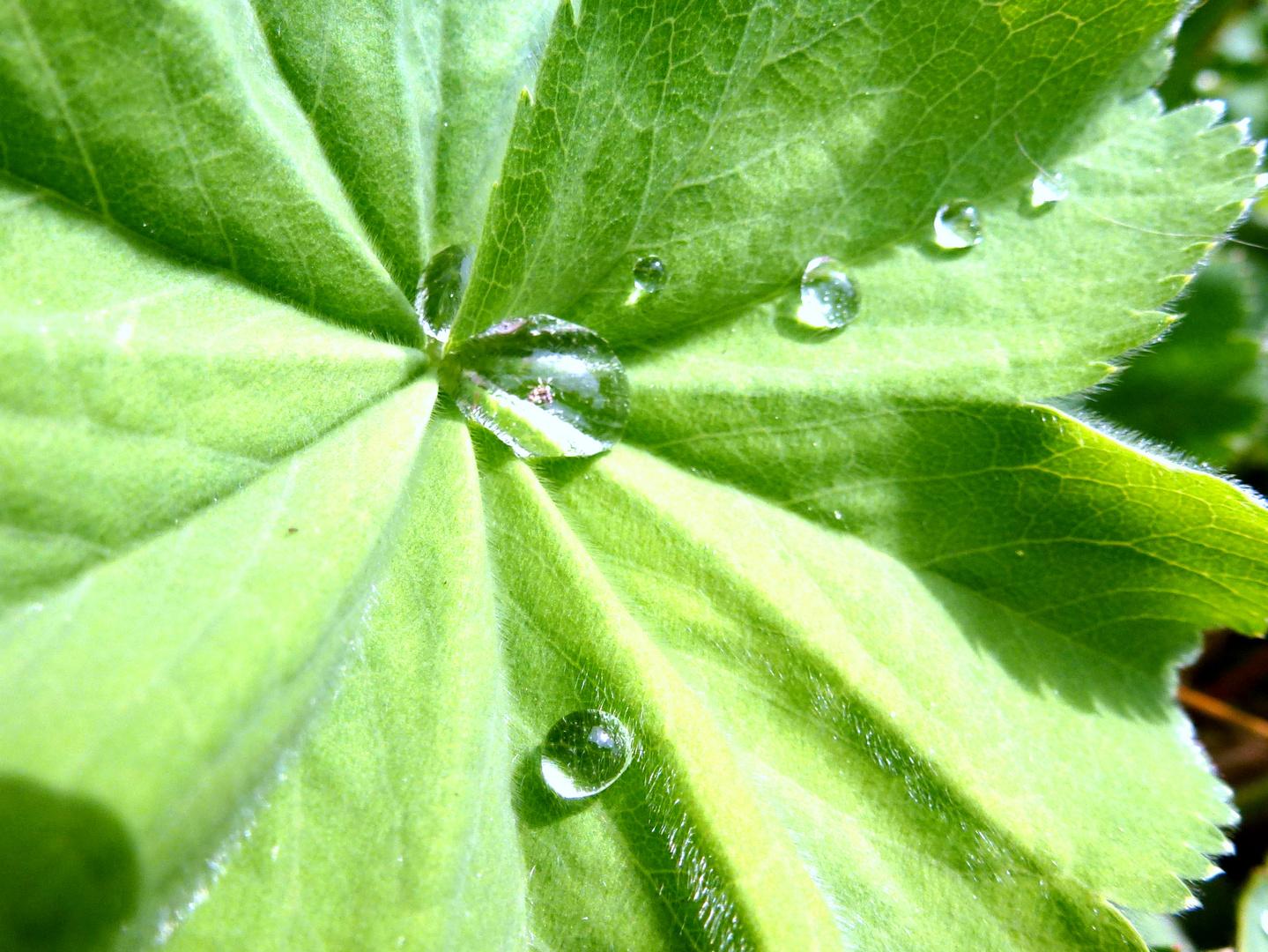 Download Ein kleinstlebewesen Free HD