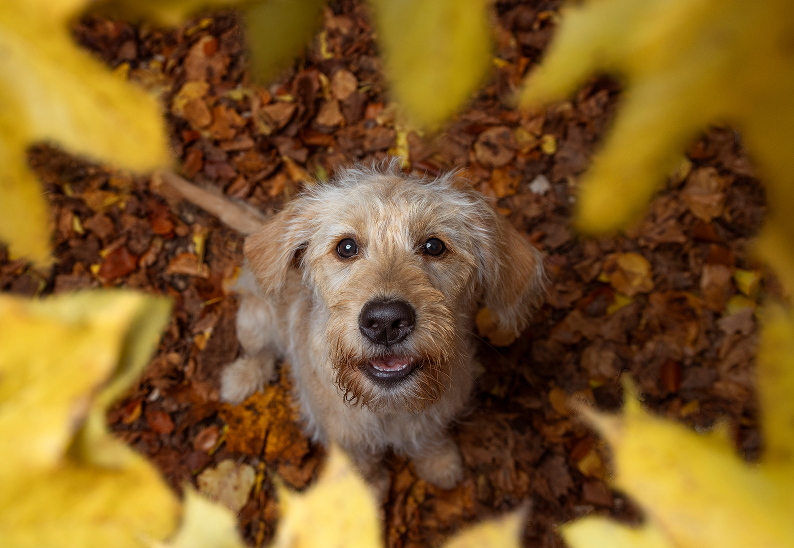 Kleinteil im Herbst