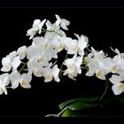 kleinteilige weiße Orchidee