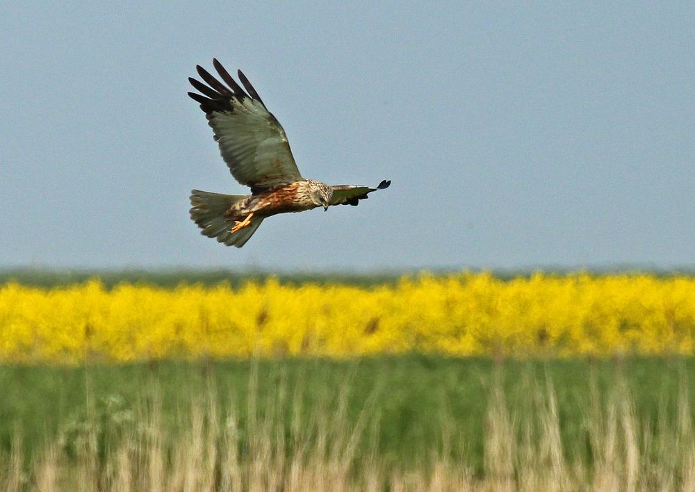 Kleintierjagd vor goldenem Horizont