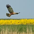 Kleintierjagd vor goldenem Horizont