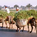 Kleintransport mit Esel nach Abydos