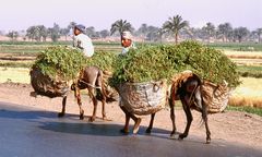 Kleintransport mit Esel nach Abydos