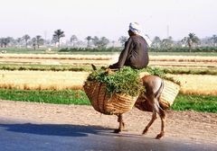 Kleintransporter - auf dem Weg nach Abydos