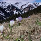 Kleinwalsertal