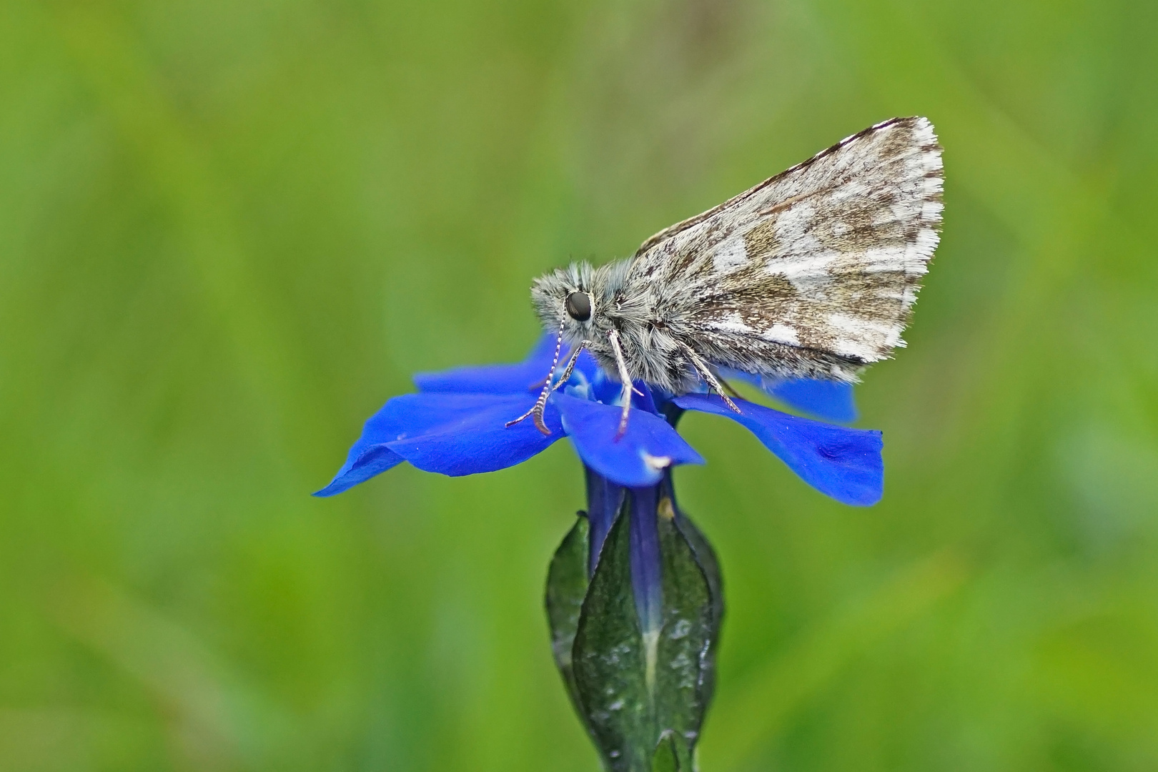 Kleinwürfeliger Dickkopffalter (Pyrgus cacaliae)