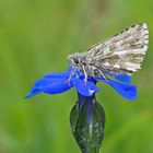 Kleinwürfeliger Dickkopffalter (Pyrgus cacaliae)