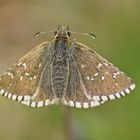 Kleinwürfeliger Dickkopffalter (Pyrgus cacaliae), Weibchen