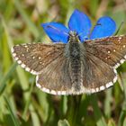 Kleinwürfeliger Würfelfalter (Pyrgus cacaliae)