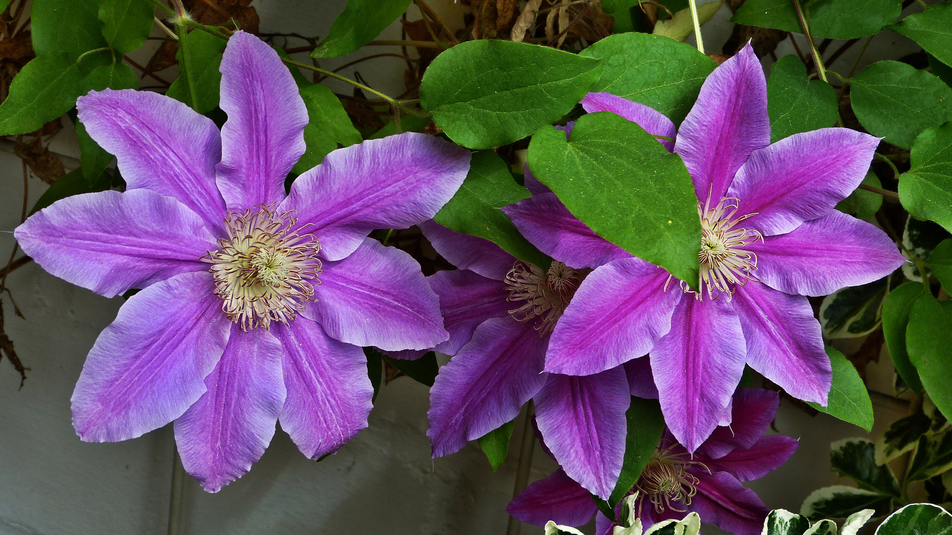 Klematis 5 Foto & Bild | pflanzen, pilze & flechten, blüten- & kleinpflanzen, gartenpflanzen und ...