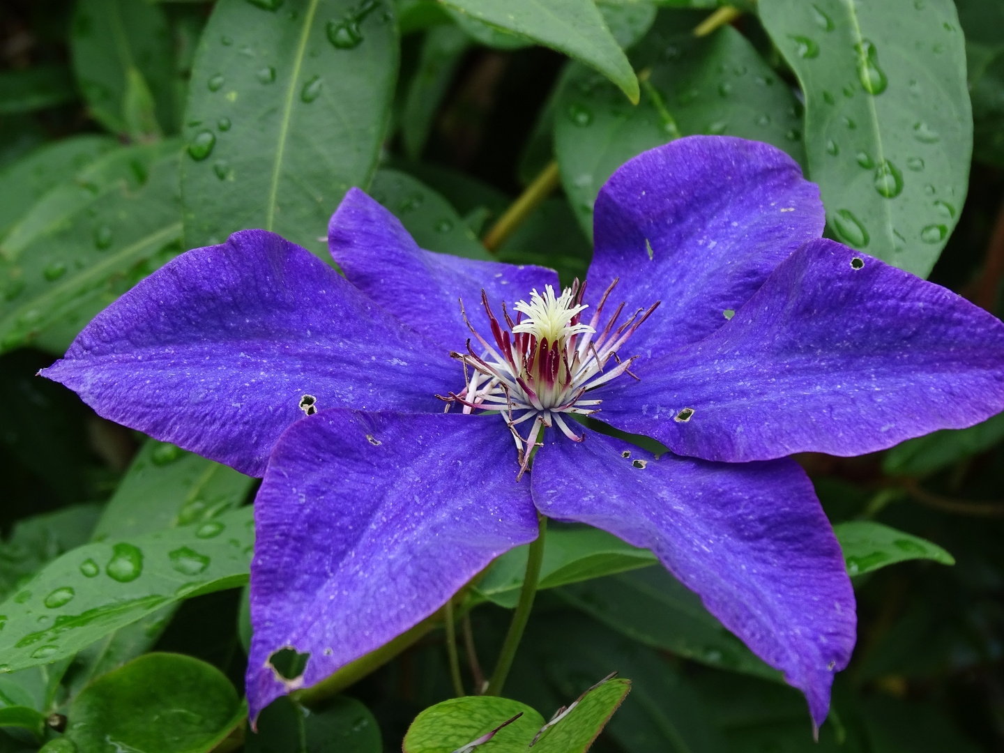 Klematis (Clematis)