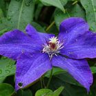 Klematis (Clematis)