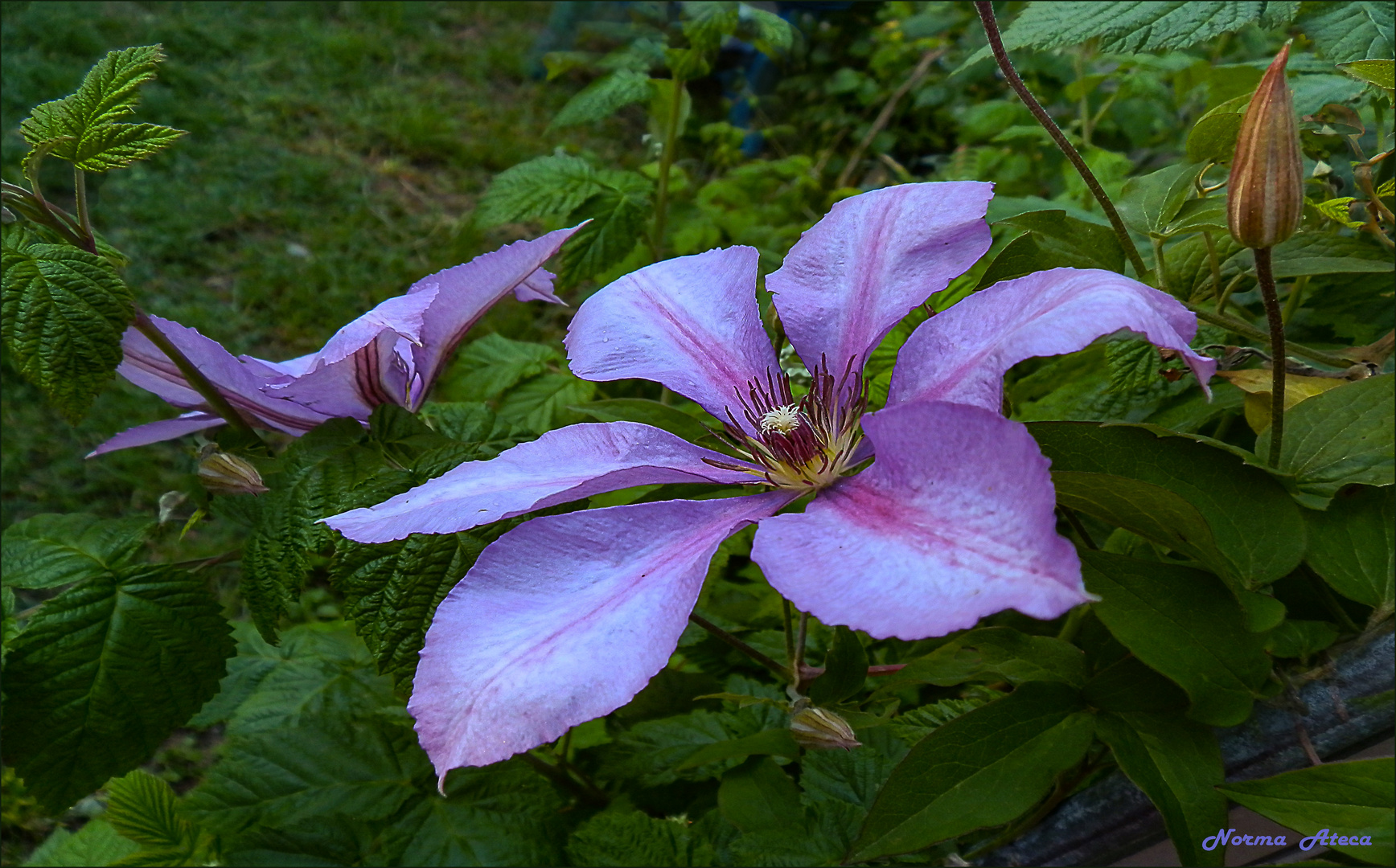 Klematis wie im tiefen Wald  