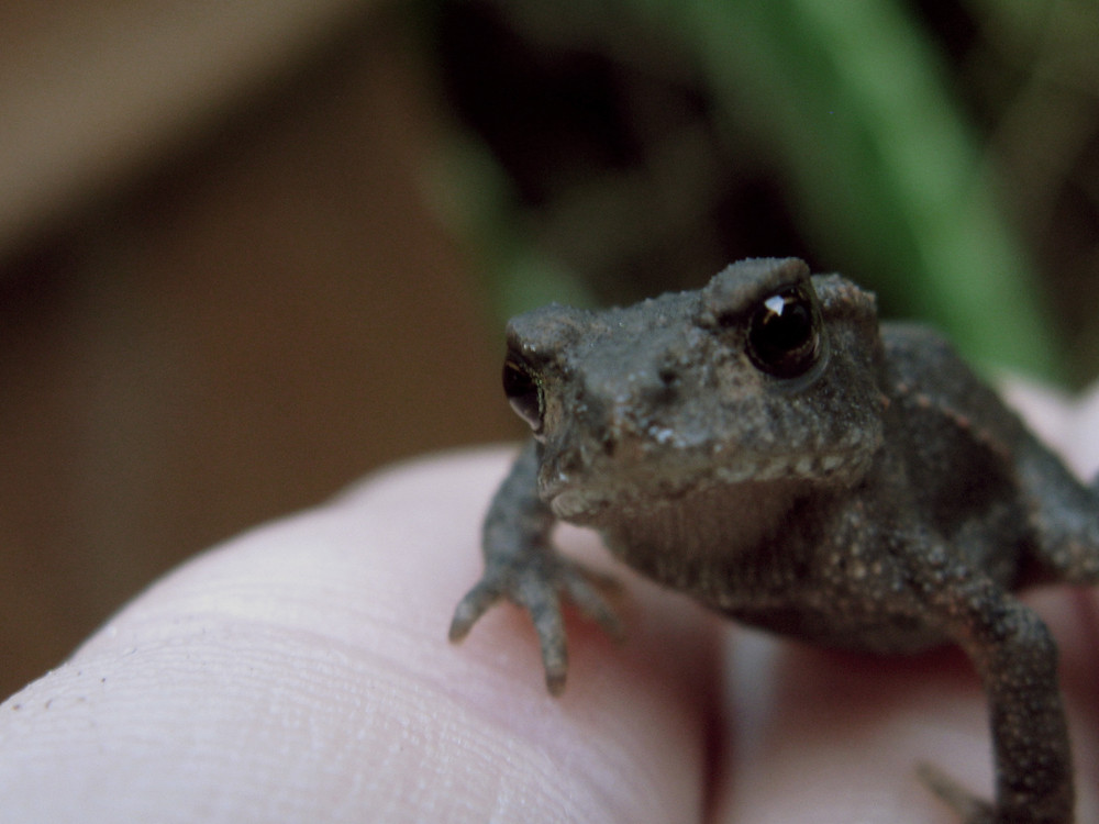 Klener Frosch