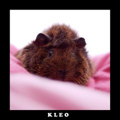 Kleo