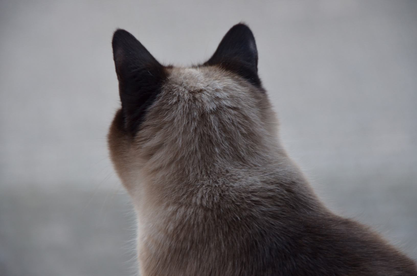 Kleo schaut aus dem Fenster