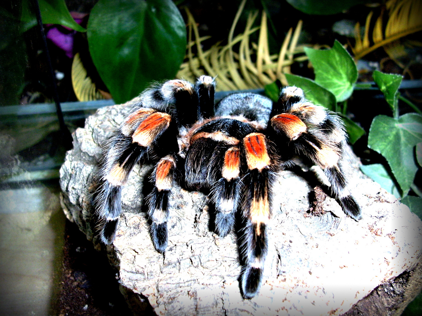 Kleopatra... Brachypelma smithi