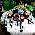 Kleopatra... Brachypelma smithi