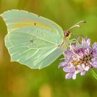 Kleopatra-Falter (Gonepteryx cleopatra)