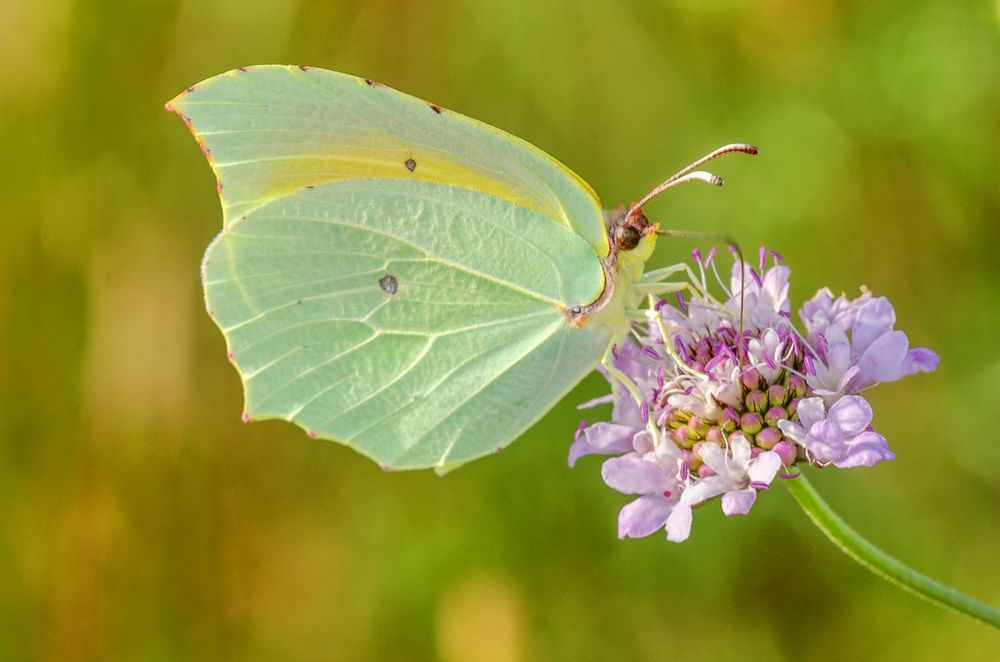 Kleopatra-Falter (Gonepteryx cleopatra)