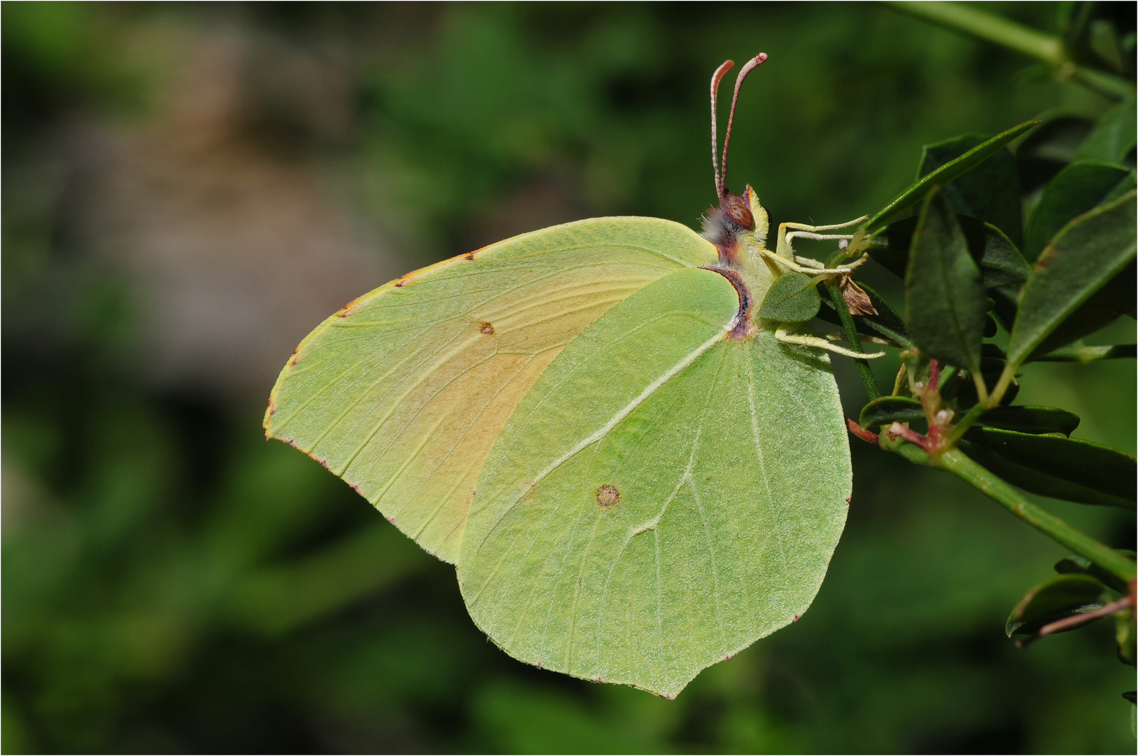 Kleopatra-Falter (Gonepteryx cleopatra) 