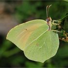 Kleopatra-Falter (Gonepteryx cleopatra) 