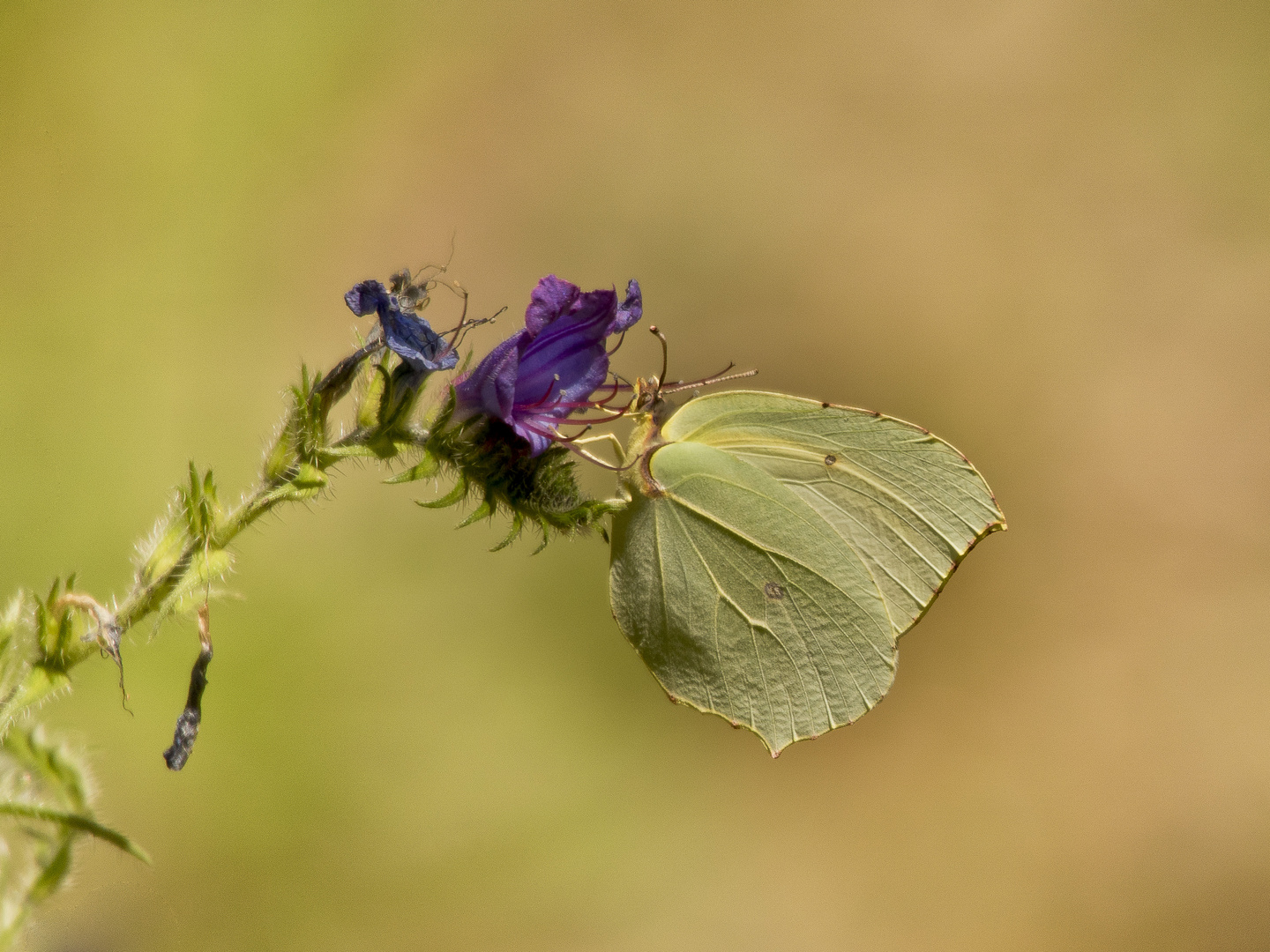 Kleopatra-Falter (Gonepteryx cleopatra), Provenca 09.06.2018