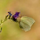 Kleopatra-Falter (Gonepteryx cleopatra), Provenca 09.06.2018