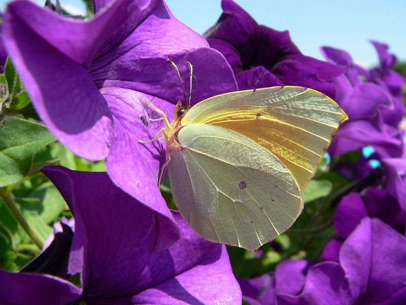 Kleopatrafalter (Gonepteryx cleopatra) in der Maremma - Toskana