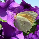 Kleopatrafalter (Gonepteryx cleopatra) in der Maremma - Toskana