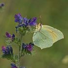 Kleopatrafalter (Gonepteryx cleopatra), Männchen