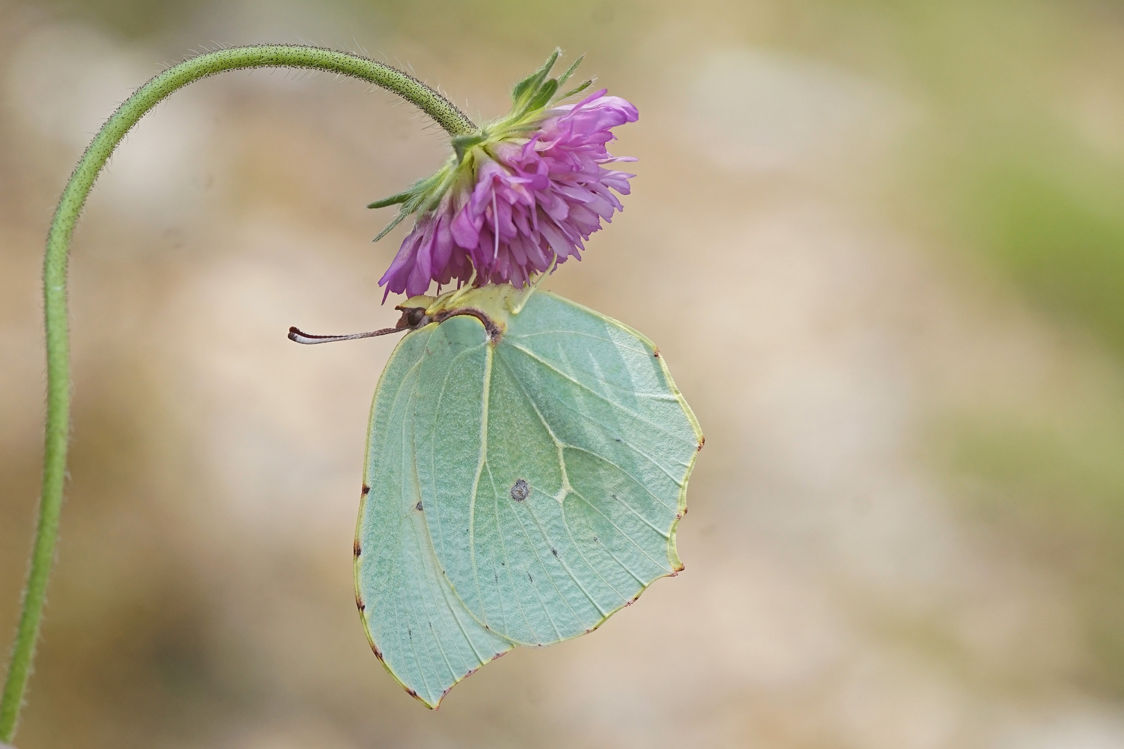 Kleopatrafalter (Gonepteryx cleopatra), Weibchen