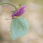 Kleopatrafalter (Gonepteryx cleopatra), Weibchen