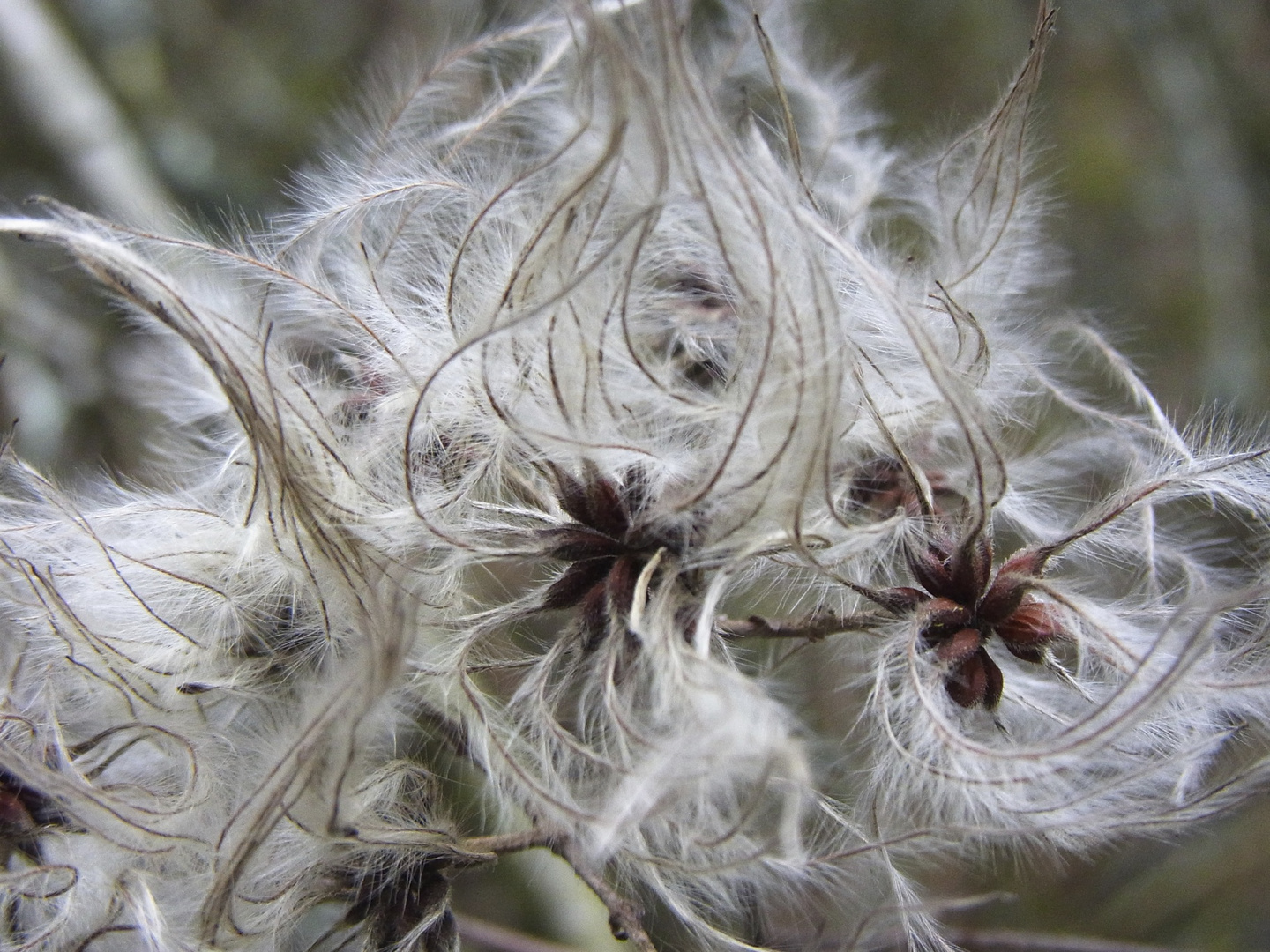 kleter blüte