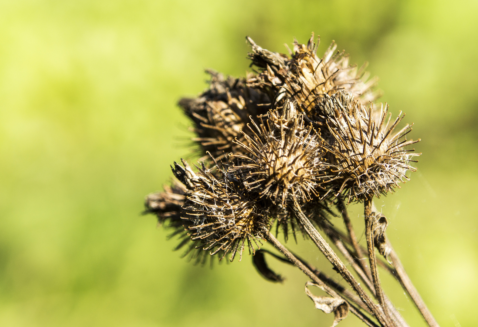 Klette Foto & Bild pflanzen, pilze & flechten, heilpflanzen, blumen