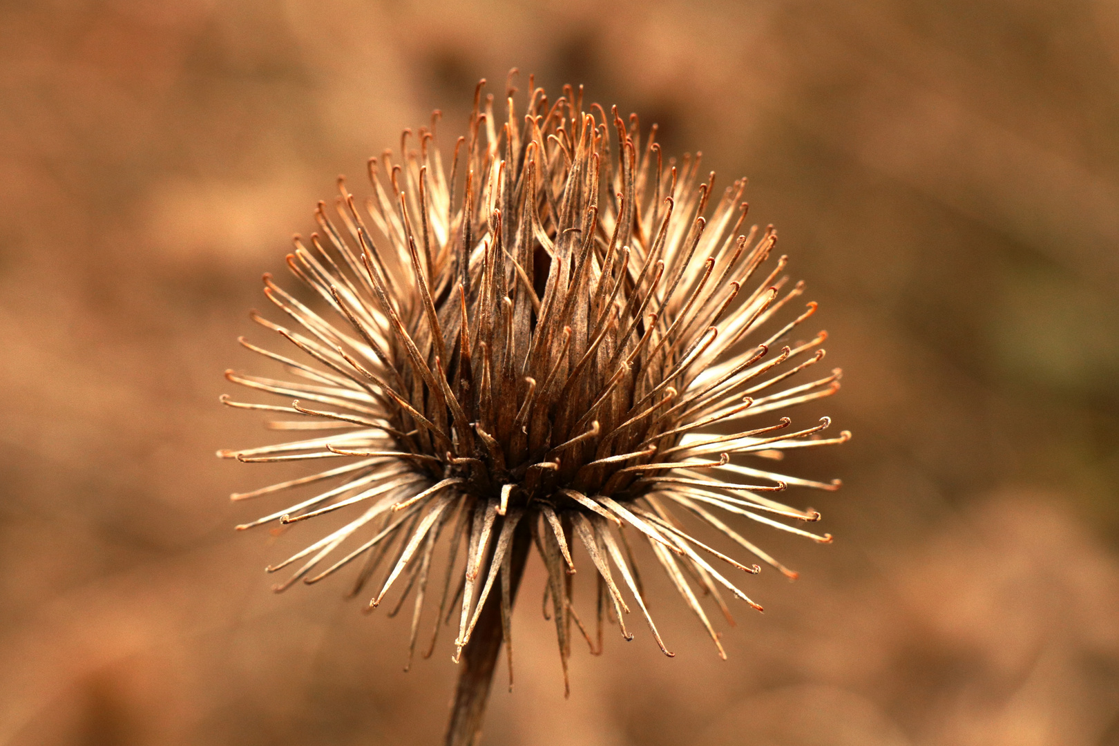 Klette Foto & Bild winter, natur, pflanzen Bilder auf