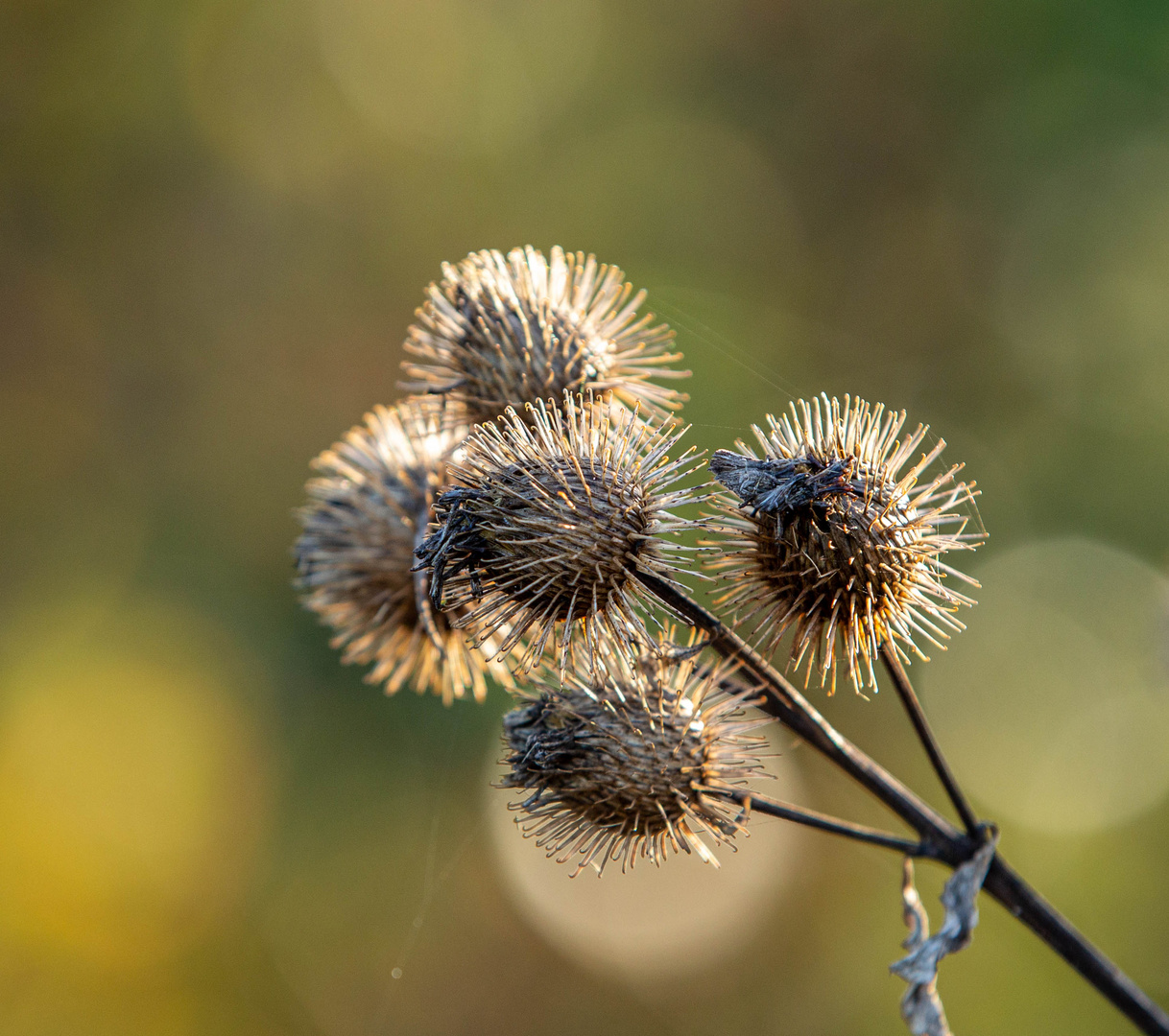 Klette im Herbst