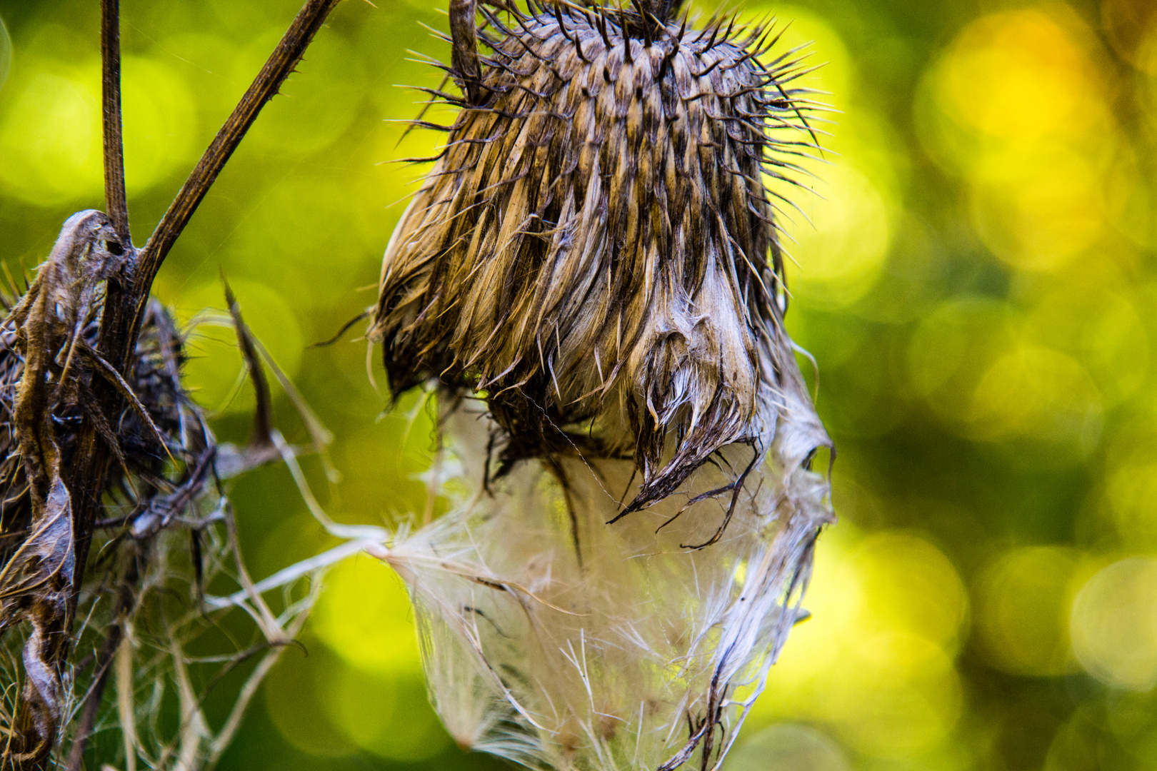 Klette im Herbstwald