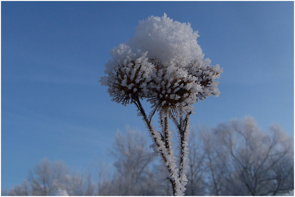 Klette im Winterkleid