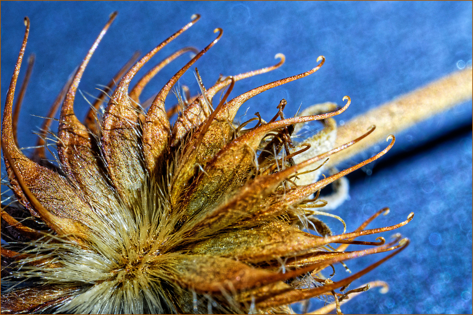 Klette, klein, Arctium minus Foto & Bild natur, nahaufnahme, makros