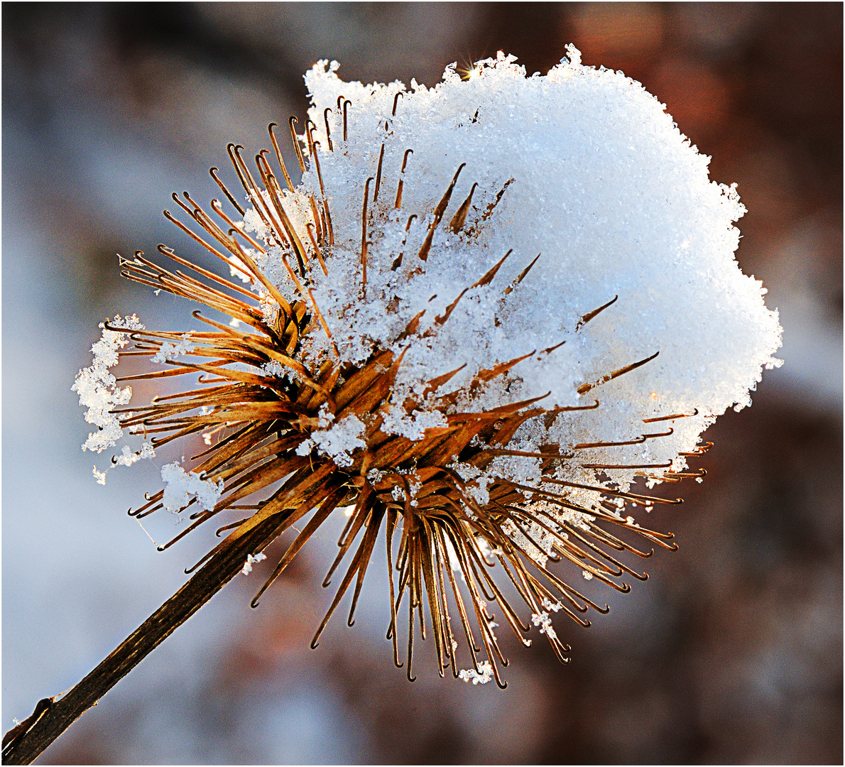 Klette mit Schneehaube