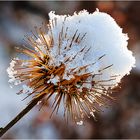 Klette mit Schneehaube